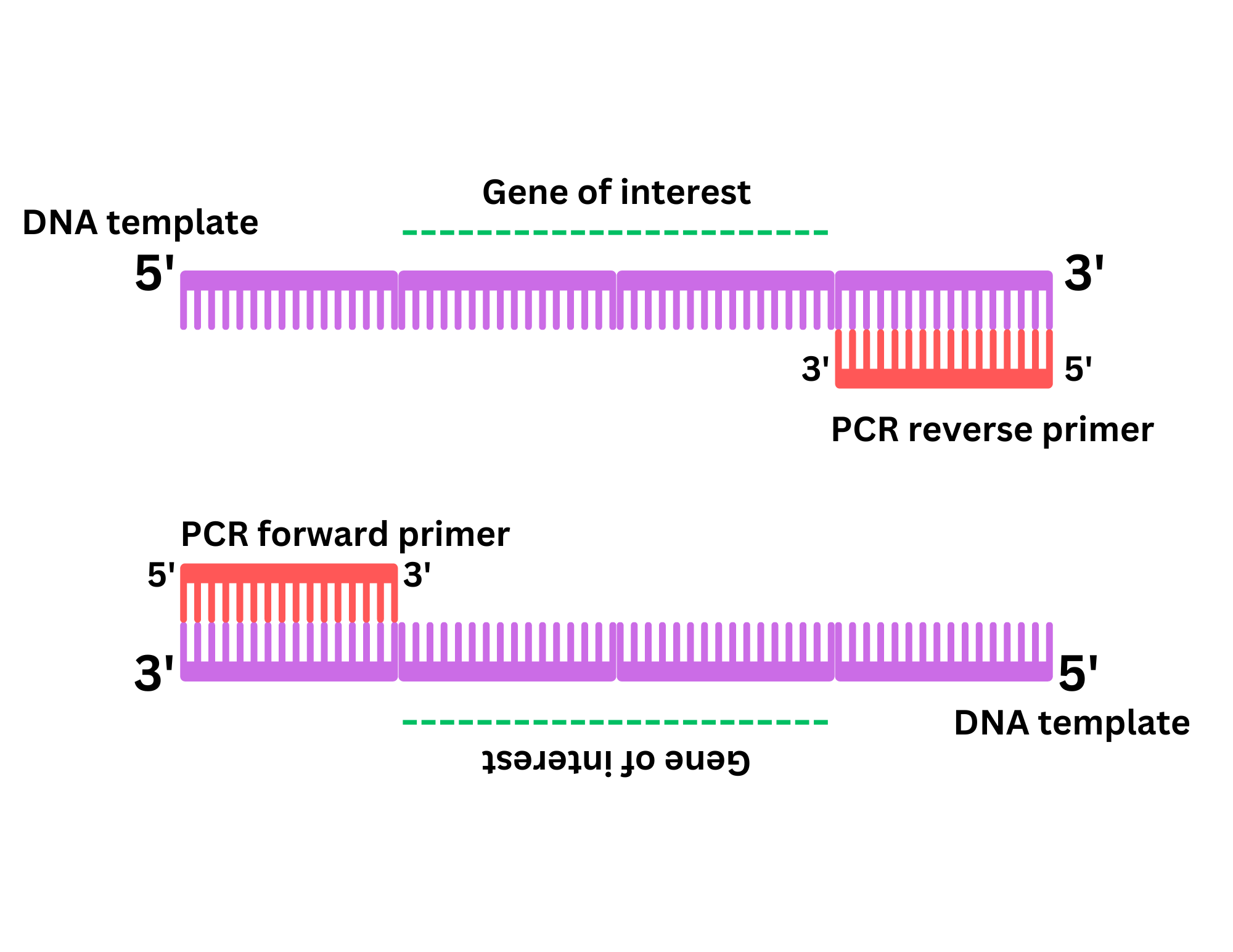 gene-of-interest.png