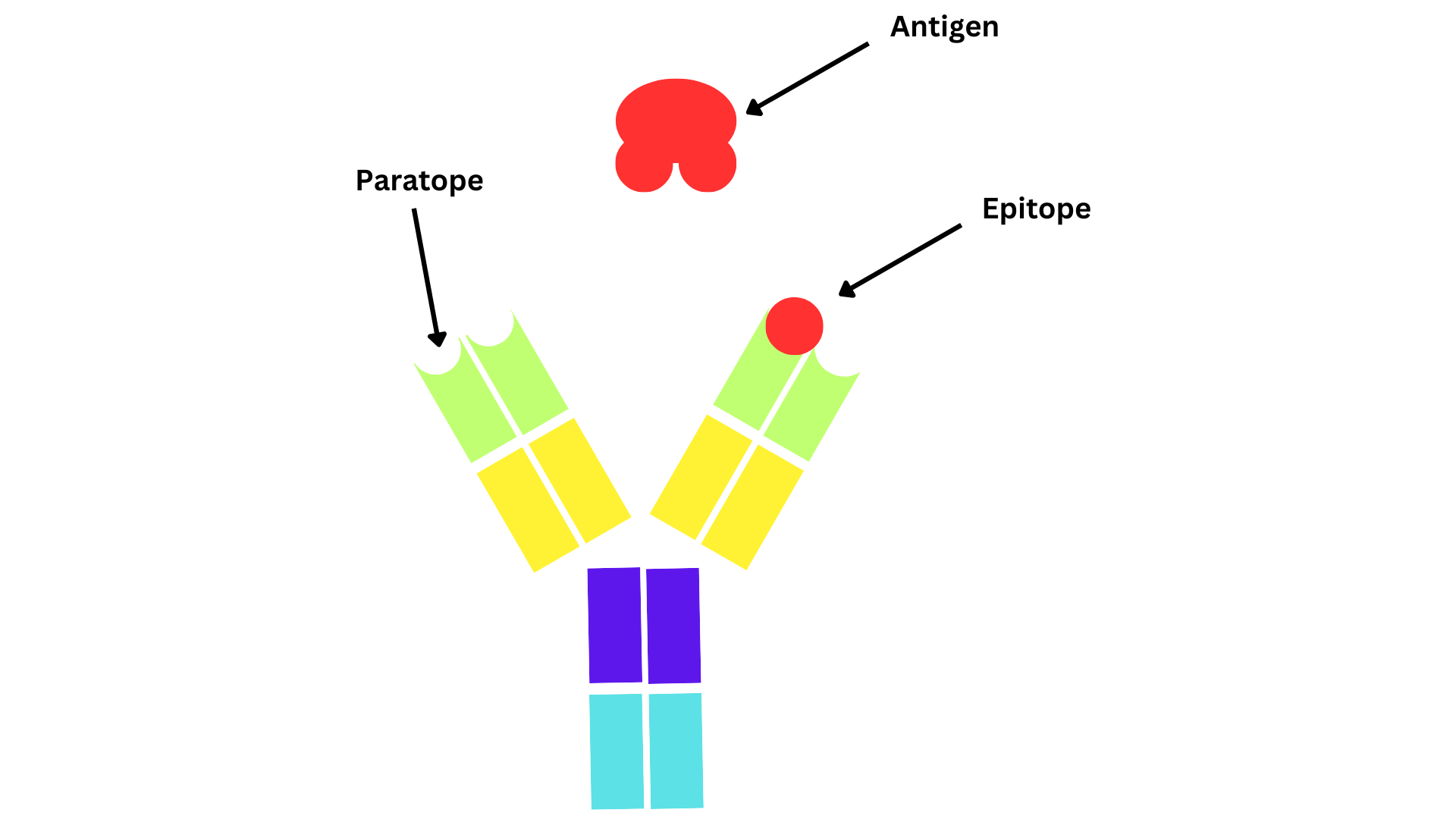 antigen.png